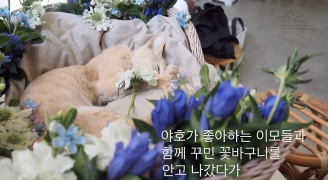 내 고양이의 장례식(슬픔주의) | 인스티즈