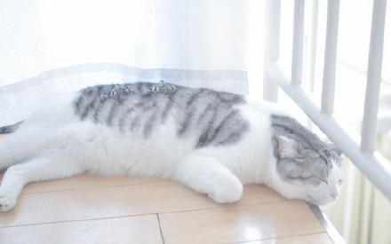 고양이를 습격한 펭귄들 | 인스티즈