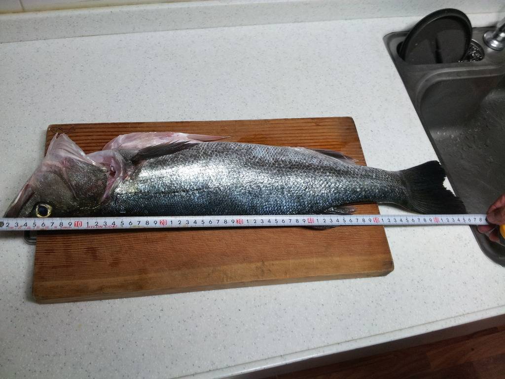 집앞이 바닷가인 어느 가정의 흔한 식탁 | 인스티즈