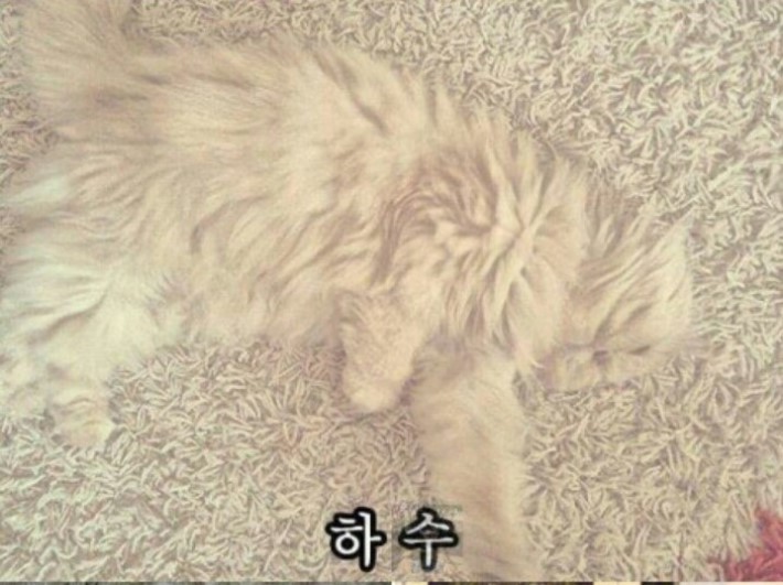  냥이들의 놀라운 은신능력 5단계.jpg | 인스티즈