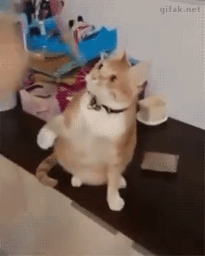 고양이와 원숭이에게 마술을 보여줘 보았다.GIF | 인스티즈