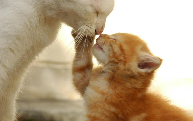 어미고양이와 새끼고양이 | 인스티즈