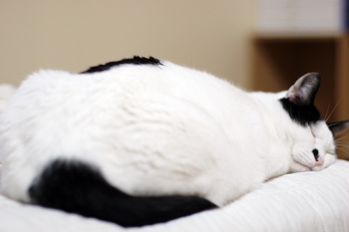 길에서 한번 쯤 마주쳤던 고양이 코 리 안 숏 헤 어! | 인스티즈