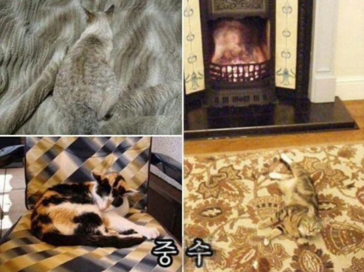  냥이들의 놀라운 은신능력 5단계.jpg | 인스티즈