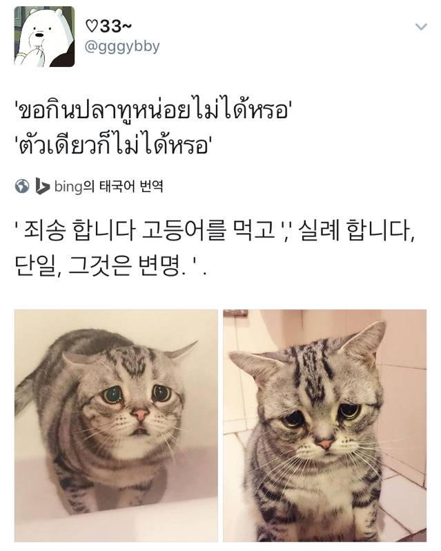 고등어를 먹어버린 태국 고양이 | 인스티즈