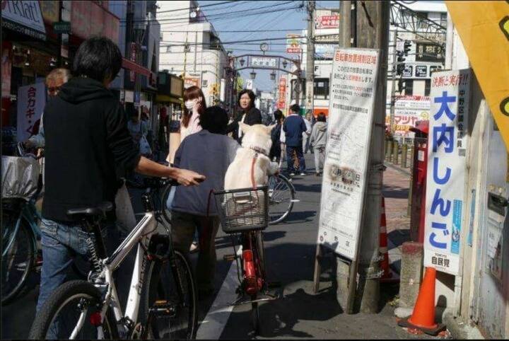 헤어진 남자친구가 개로 환생했다.. | 인스티즈