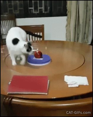 회전 테이블냥.gif | 인스티즈