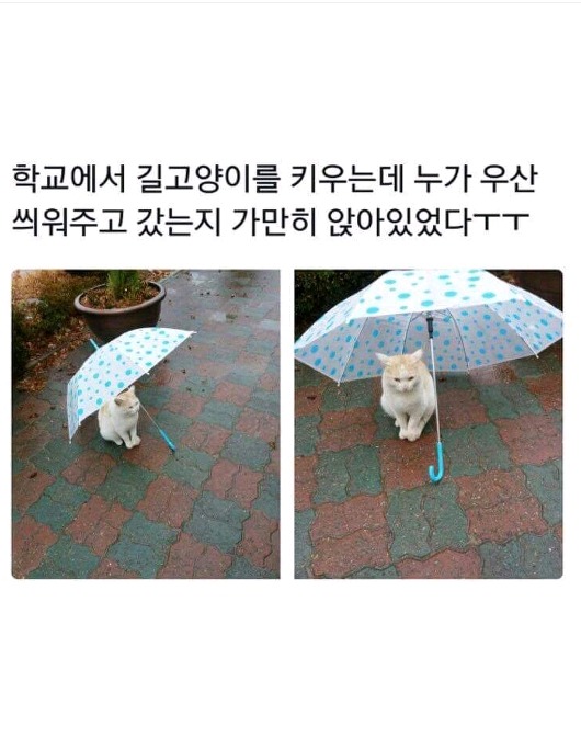 누가 길고양이에게 우산을 씌워주었다.jpg | 인스티즈