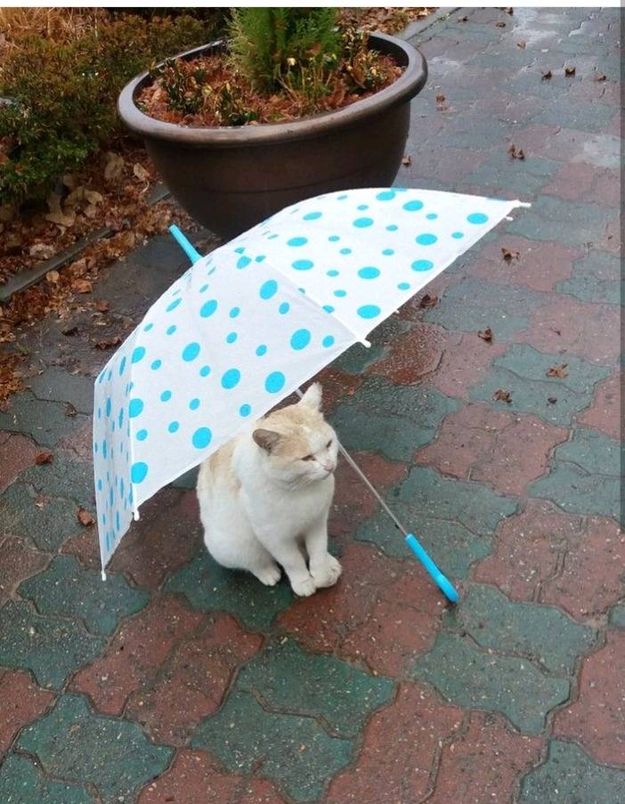 누가 길고양이에게 우산을 씌워주었다.jpg | 인스티즈