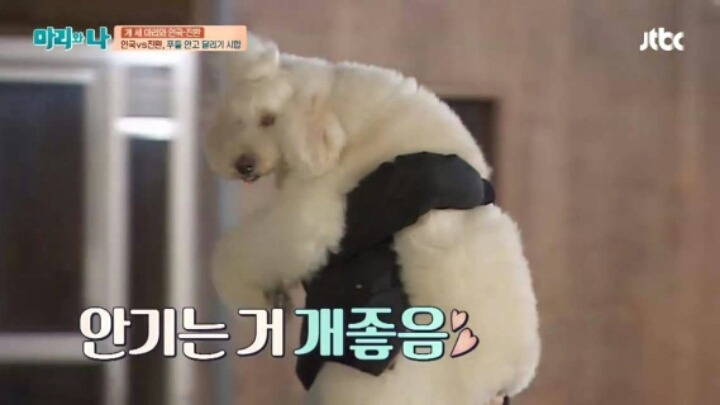 [마리와나] 푸들 안고 달리기 시합하기 | 인스티즈