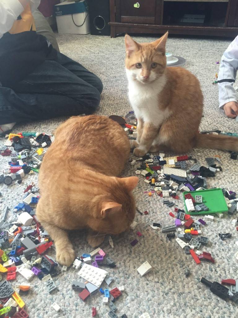 고양이의 전리품 | 인스티즈