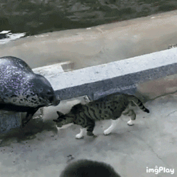 댕댕이는 때리고보는 냥아치 | 인스티즈