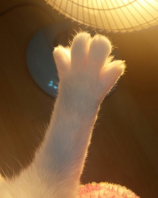 살찐이(feat.야옹 | 인스티즈