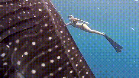 물 먹는 고래 | 인스티즈