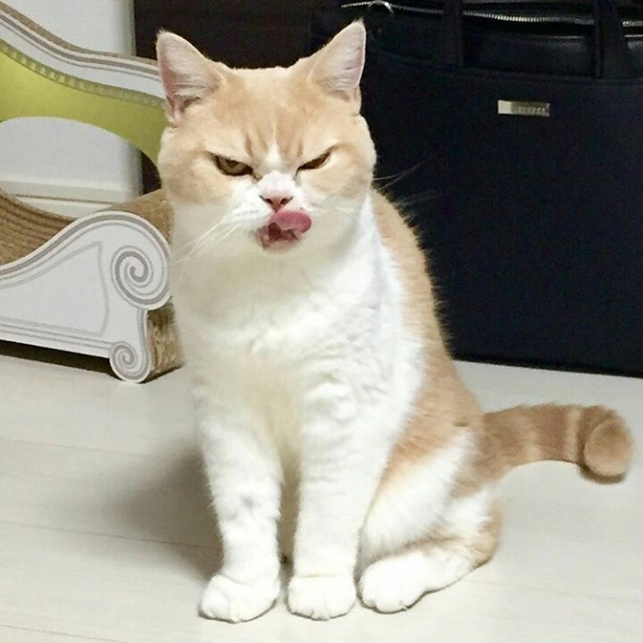 항상 화가나있는 고양이.jpg | 인스티즈