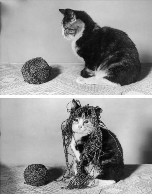 아주 사고뭉치다냥 | 인스티즈