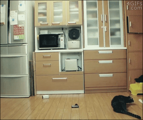 고양이 강아지 반응속도 | 인스티즈