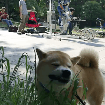 풀 뜯는 시바.gif | 인스티즈