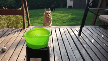 멍뭉이가 혼자 노는 법.gif | 인스티즈