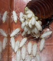 호0％에 도전하는 벌레.jpg (혐오주의) | 인스티즈