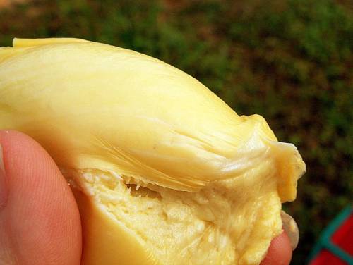  과일의 왕이라고 불리는 과일.jpg | 인스티즈