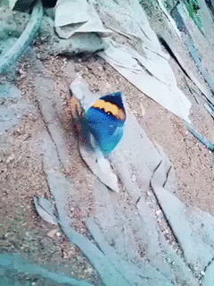 위장술하는 나비 | 인스티즈