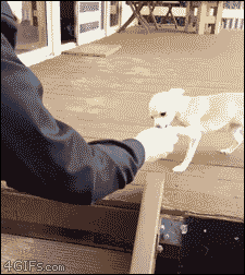 계단 내려가기가 무서운 개.gif | 인스티즈