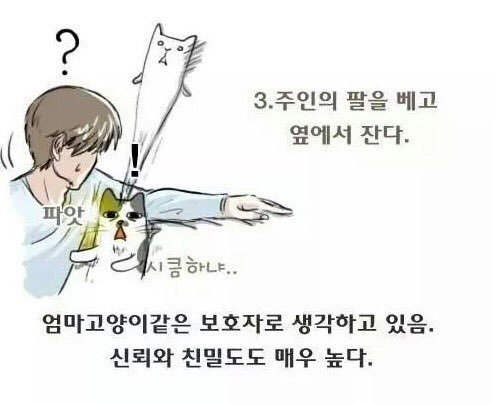 냥냥이와 집사와의 친밀도 테스트 | 인스티즈