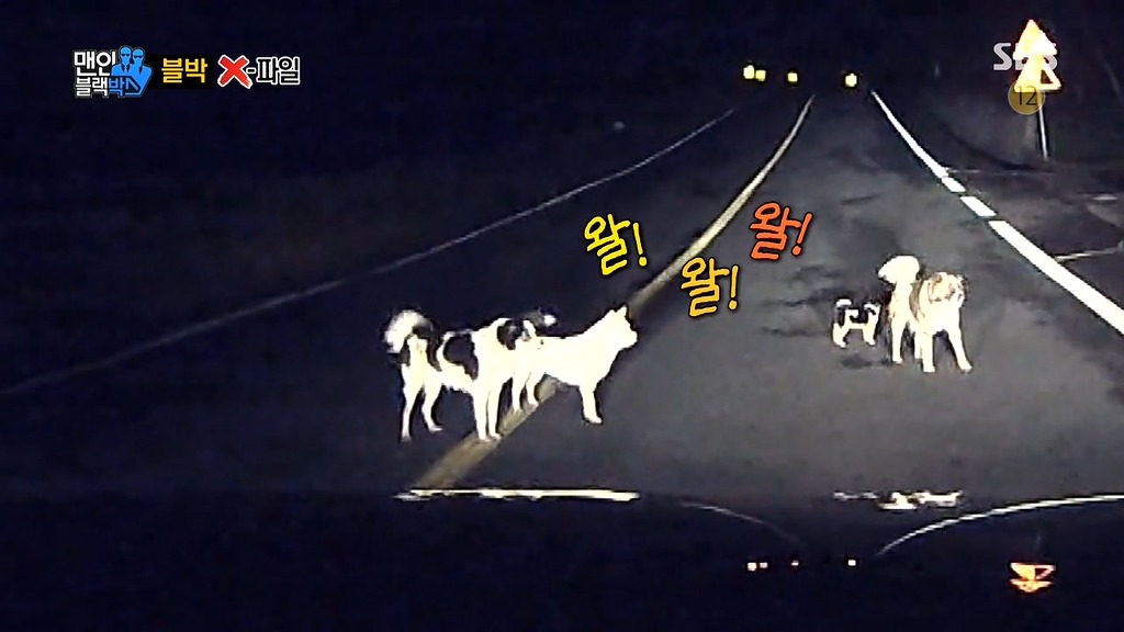 사람에게 도움을 청하는 강아지들 | 인스티즈