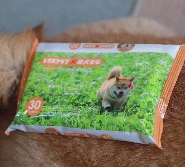 강아지를 만드는 방법.jpg | 인스티즈