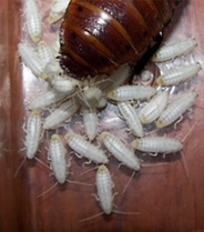 호0％에 도전하는 벌레.jpg (혐오주의) | 인스티즈