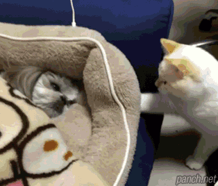 냥아치 모음 gif | 인스티즈