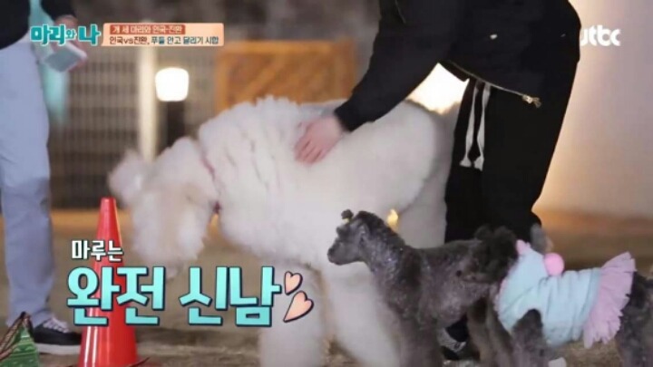 [마리와나] 푸들 안고 달리기 시합하기 | 인스티즈