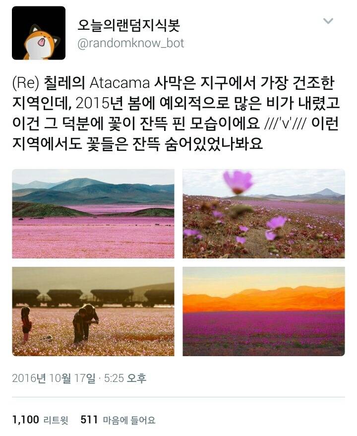 사막에서 아주 많은 비가 내리고 난 후.twt | 인스티즈