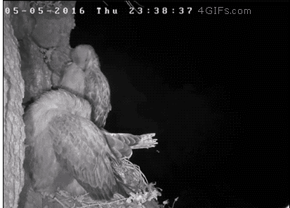 수리부엉이의 사냥 클라스 ㅎㄷㄷ.... | 인스티즈