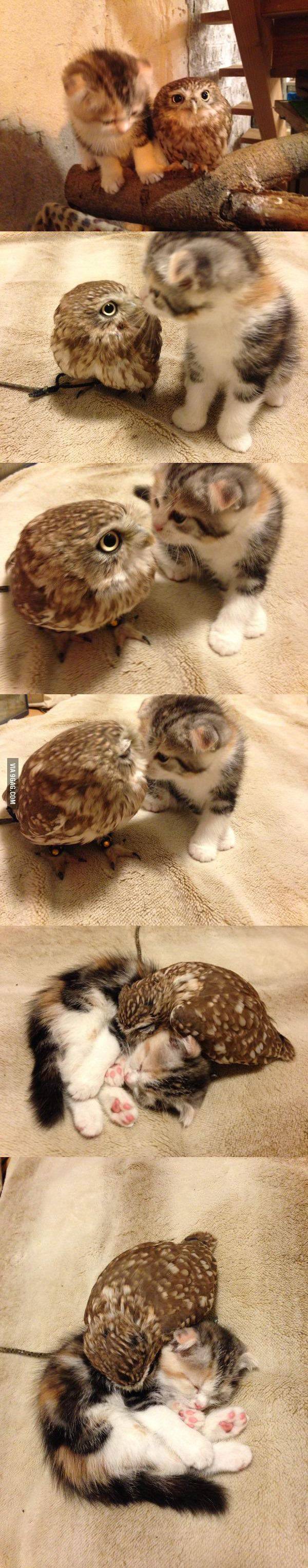 새끼 고양이와 올빼미.JPG | 인스티즈