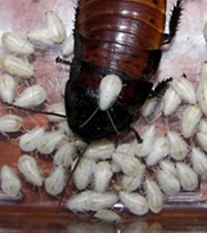 호0％에 도전하는 벌레.jpg (혐오주의) | 인스티즈