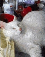 잠자는 냥이 깨우는 법 | 인스티즈