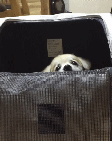 간식먹는 짱절미.gif | 인스티즈