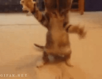 복싱선수 꿈꾸는 야옹이 | 인스티즈