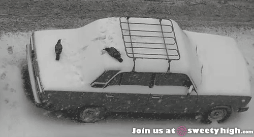 까마귀의 지능에 대한 고찰.jpg | 인스티즈