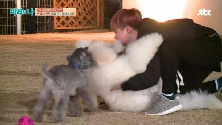 [마리와나] 푸들 안고 달리기 시합하기 | 인스티즈