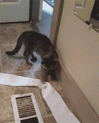 아주 사고뭉치다냥 | 인스티즈