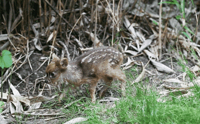 나처럼 귀여운 아기사슴 모음.gif | 인스티즈