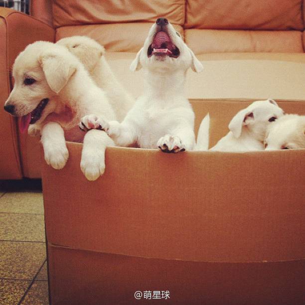 우리도 상자 좋아해요 | 인스티즈