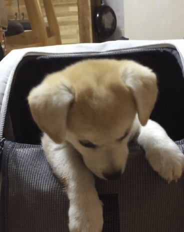 간식먹는 짱절미.gif | 인스티즈