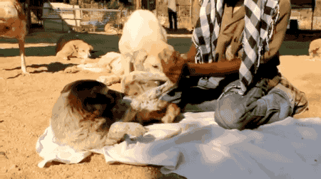 강아지 재활사의 위엄.gif | 인스티즈