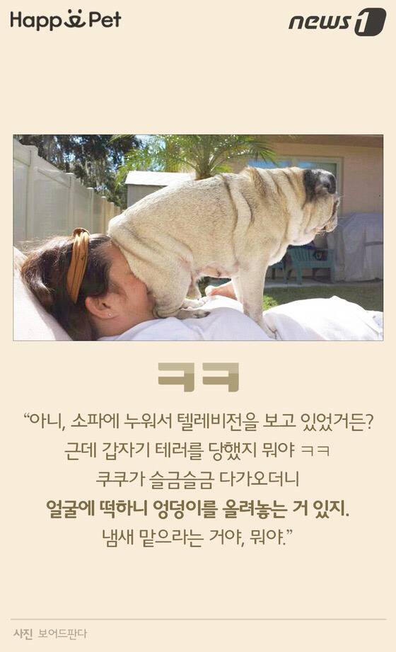 멍멍이가 펑퍼짐한 엉덩이를 들이민다고요? | 인스티즈