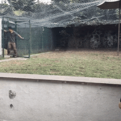 카리스마 대빵 큰 고양이.gif | 인스티즈