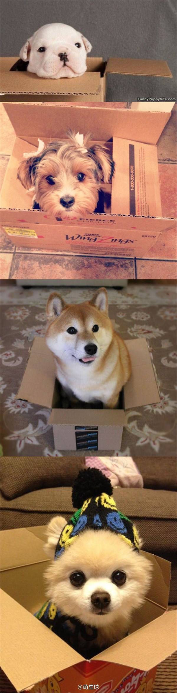 우리도 상자 좋아해요 | 인스티즈